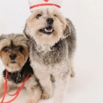 Sweet Bonanza слот игра с фруктами и быстрыми выигрышами